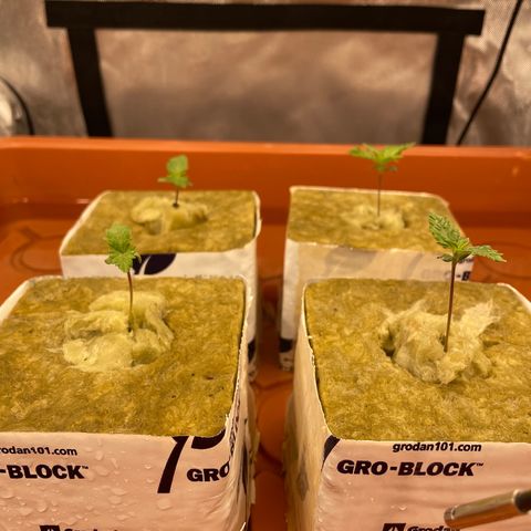 Purple Ghost Candy growlog timeline photo