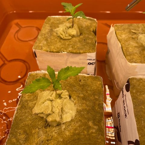 Purple Ghost Candy growlog photo: Ph 6.3 add 1 ml ph down. Finish ph 6.0
