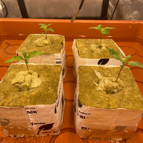 Purple Ghost Candy growlog photo: Ph 6.3 add 1 ml ph down. Finish ph 6.0