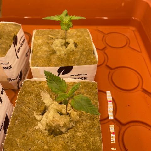 Purple Ghost Candy growlog photo: Ph 6.3 add 1 ml ph down. Finish ph 6.0