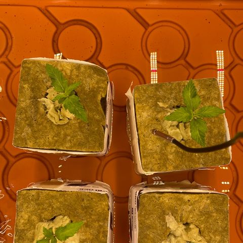 Purple Ghost Candy growlog photo: Ph 6.3 add 1 ml ph down. Finish ph 6.0