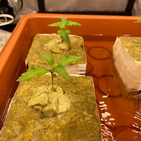 Purple Ghost Candy growlog timeline photo