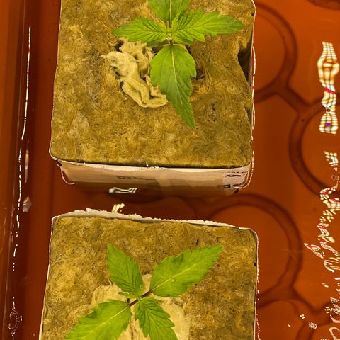 Purple Ghost Candy growlog timeline photo
