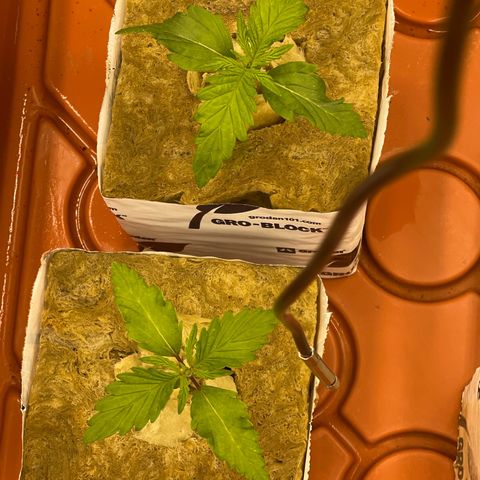 Purple Ghost Candy growlog photo: Light turned up to 60%
