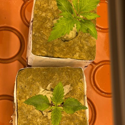 Purple Ghost Candy growlog photo: Light turned up to 60%