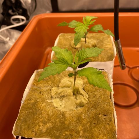 Purple Ghost Candy growlog photo: Light turned up to 60%