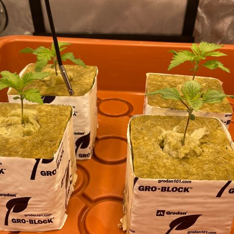 Purple Ghost Candy growlog photo: Light turned up to 60%