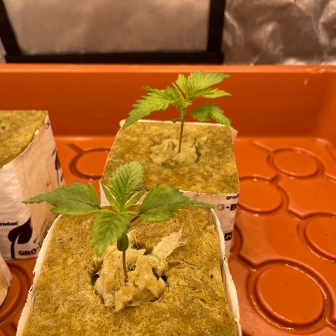 Purple Ghost Candy growlog photo: Light turned up to 60%
