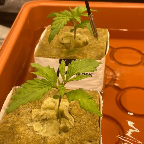 Purple Ghost Candy growlog timeline photo