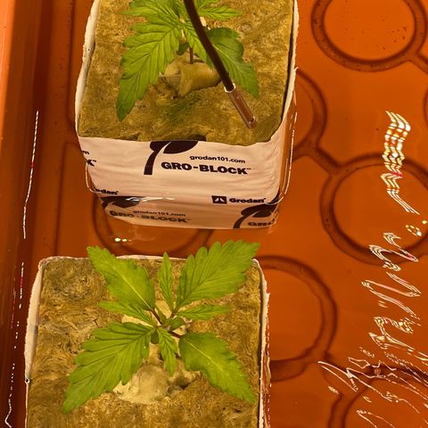 Purple Ghost Candy growlog timeline photo