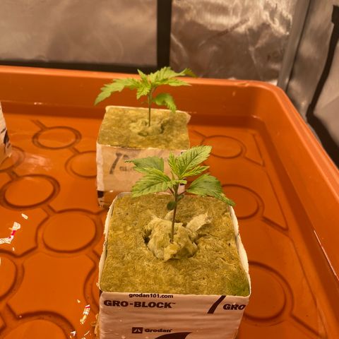 Purple Ghost Candy growlog timeline photo
