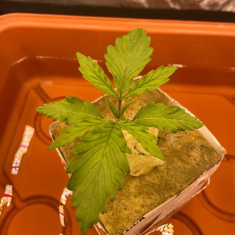 Purple Ghost Candy growlog photo: Looks like I have a little cal mag deficiency. Bumped nutes up to 790. First grow with ro water. Got some cal mag coming 