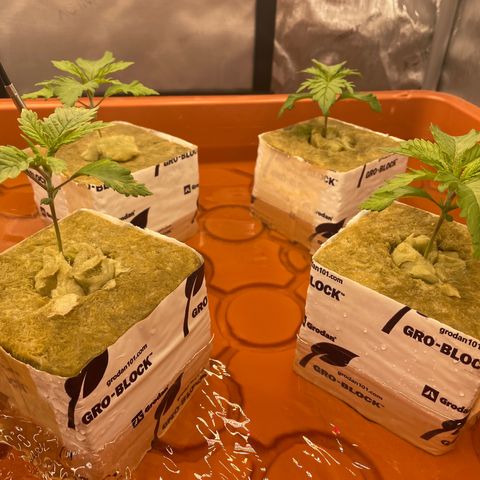 Purple Ghost Candy growlog photo: Looks like I have a little cal mag deficiency. Bumped nutes up to 790. First grow with ro water. Got some cal mag coming 