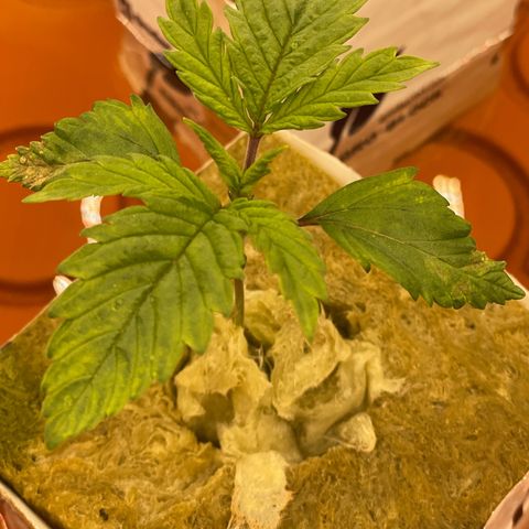 Purple Ghost Candy growlog photo: Looks like I have a little cal mag deficiency. Bumped nutes up to 790. First grow with ro water. Got some cal mag coming 