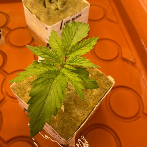 Purple Ghost Candy growlog photo: Looks like I have a little cal mag deficiency. Bumped nutes up to 790. First grow with ro water. Got some cal mag coming 
