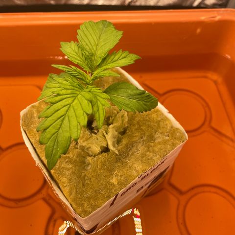 Purple Ghost Candy growlog photo: Looks like I have a little cal mag deficiency. Bumped nutes up to 790. First grow with ro water. Got some cal mag coming 