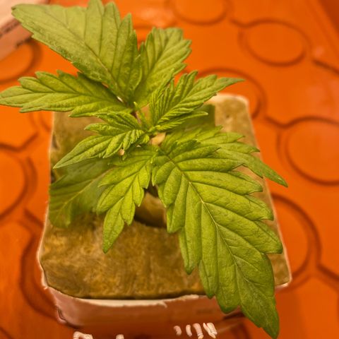 Purple Ghost Candy growlog timeline photo