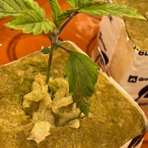 Purple Ghost Candy growlog timeline photo