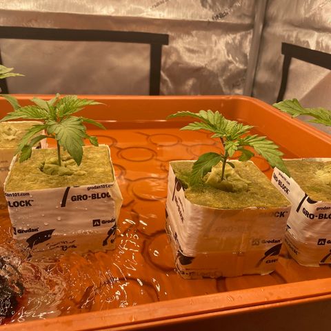 Purple Ghost Candy growlog timeline photo