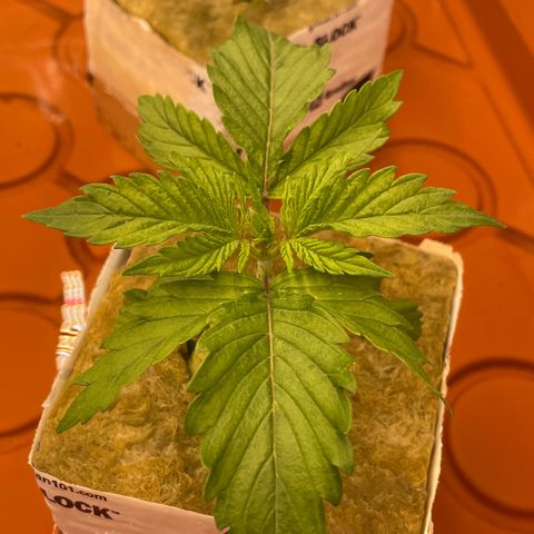Purple Ghost Candy growlog timeline photo