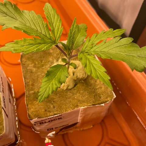 Purple Ghost Candy growlog timeline photo