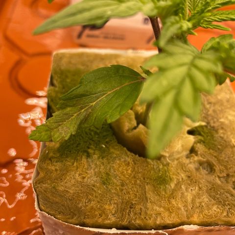 Purple Ghost Candy growlog photo: The 6.5 start ph, 2ml of ph down 6.1 finish ph