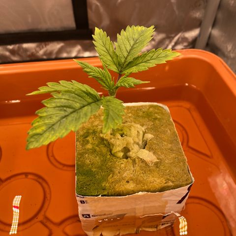Purple Ghost Candy growlog photo: The 6.5 start ph, 2ml of ph down 6.1 finish ph