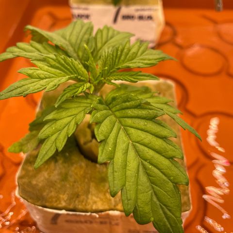Purple Ghost Candy growlog photo: The 6.5 start ph, 2ml of ph down 6.1 finish ph