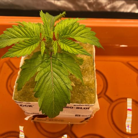 Purple Ghost Candy growlog photo: The 6.5 start ph, 2ml of ph down 6.1 finish ph