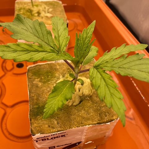 Purple Ghost Candy growlog photo: The 6.5 start ph, 2ml of ph down 6.1 finish ph
