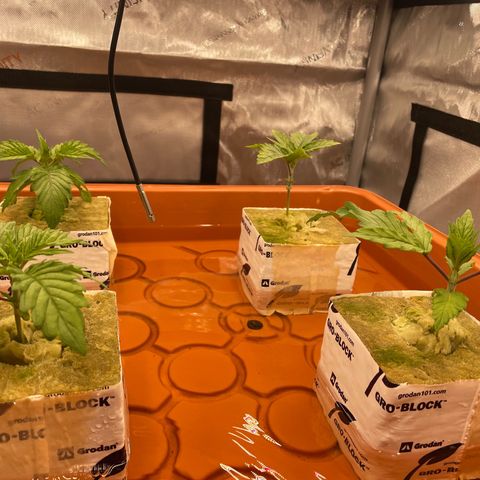 Purple Ghost Candy growlog photo: The 6.5 start ph, 2ml of ph down 6.1 finish ph