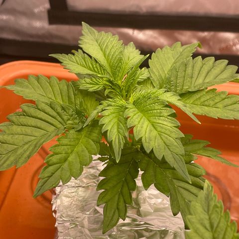 Purple Ghost Candy growlog photo: 2ml ph down. Moved light up to 16” previously 8in. Believe it’s light burn making leaf’s  crispy 