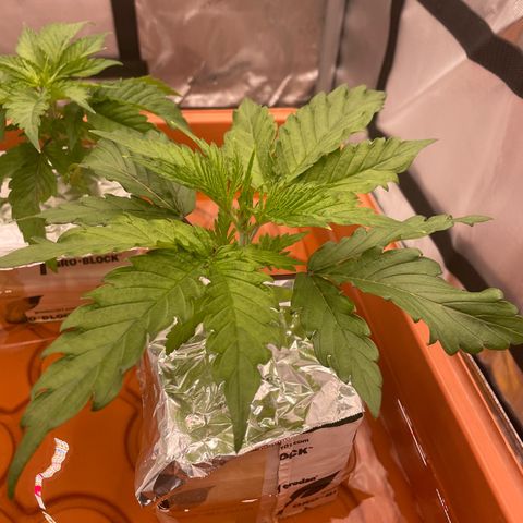 Purple Ghost Candy growlog photo: 2ml ph down. Moved light up to 16” previously 8in. Believe it’s light burn making leaf’s  crispy 