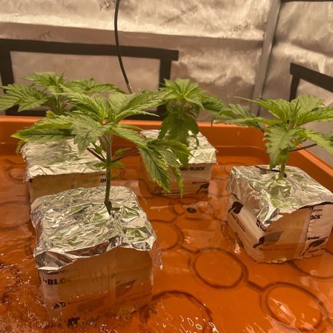 Purple Ghost Candy growlog photo: 2ml ph down. Moved light up to 16” previously 8in. Believe it’s light burn making leaf’s  crispy 