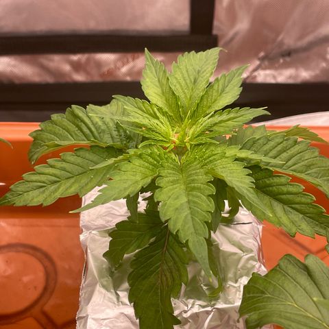 Purple Ghost Candy growlog photo: 2ml ph down. Moved light up to 16” previously 8in. Believe it’s light burn making leaf’s  crispy 