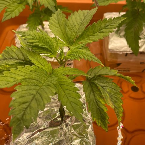 Purple Ghost Candy growlog photo: 2ml ph down. Moved light up to 16” previously 8in. Believe it’s light burn making leaf’s  crispy 