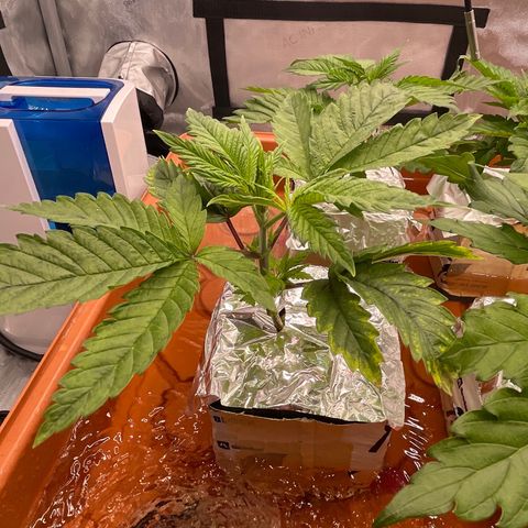 Purple Ghost Candy growlog timeline photo