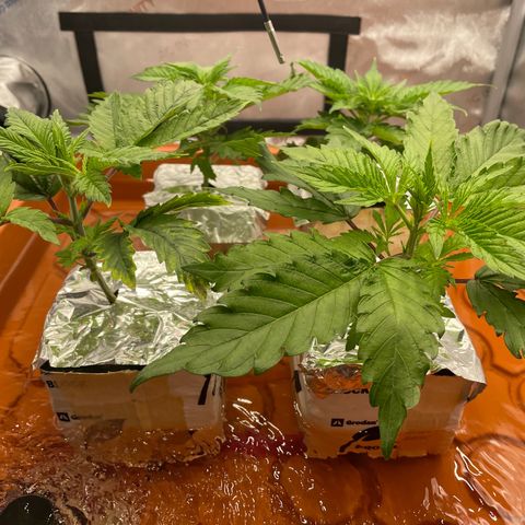 Purple Ghost Candy growlog timeline photo