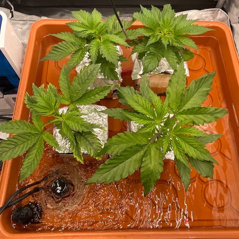 Purple Ghost Candy growlog timeline photo