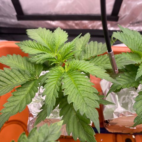 Purple Ghost Candy growlog timeline photo