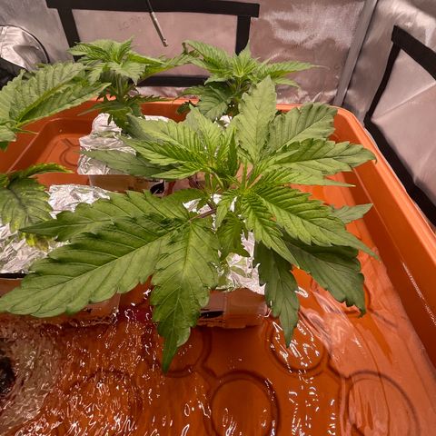 Purple Ghost Candy growlog timeline photo