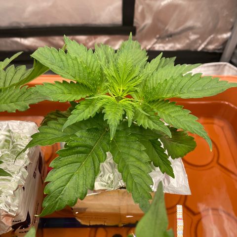Purple Ghost Candy growlog timeline photo