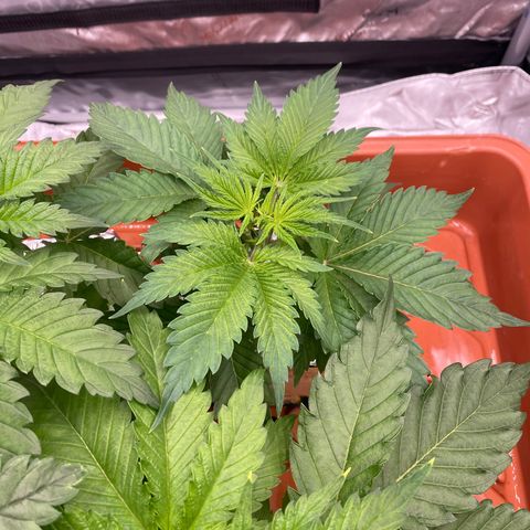 Purple Ghost Candy growlog timeline photo