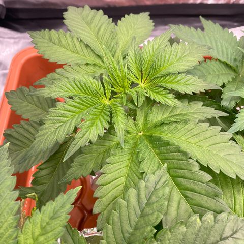 Purple Ghost Candy growlog timeline photo