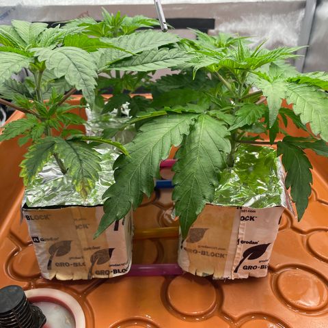 Purple Ghost Candy growlog timeline photo