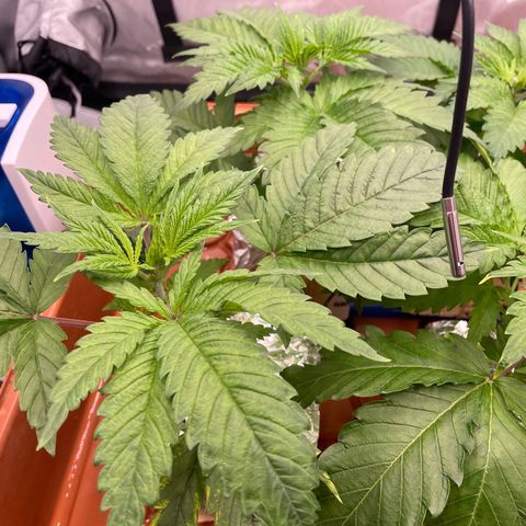Purple Ghost Candy growlog timeline photo