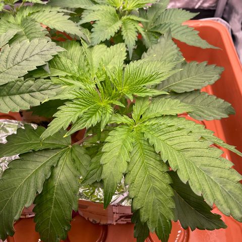 Purple Ghost Candy growlog timeline photo