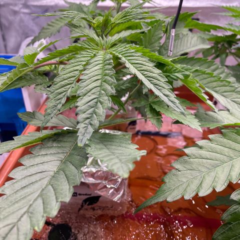 Purple Ghost Candy growlog timeline photo