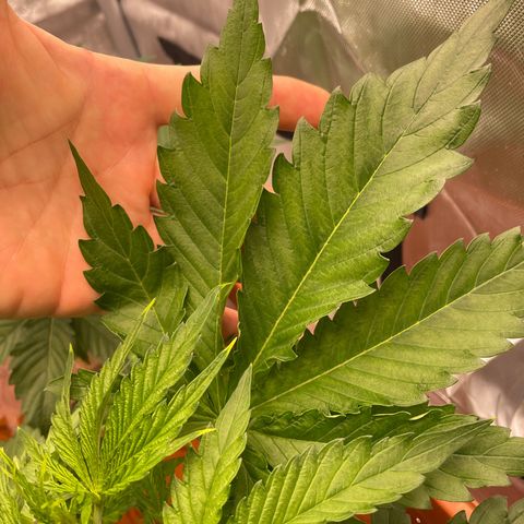 Purple Ghost Candy growlog timeline photo