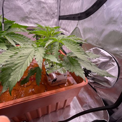 Purple Ghost Candy growlog timeline photo